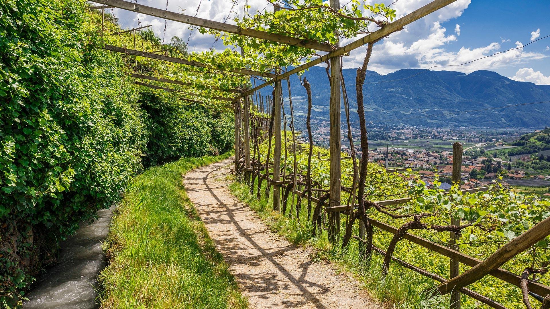 Spaziergang in der Natur und den Weingärten in Algund